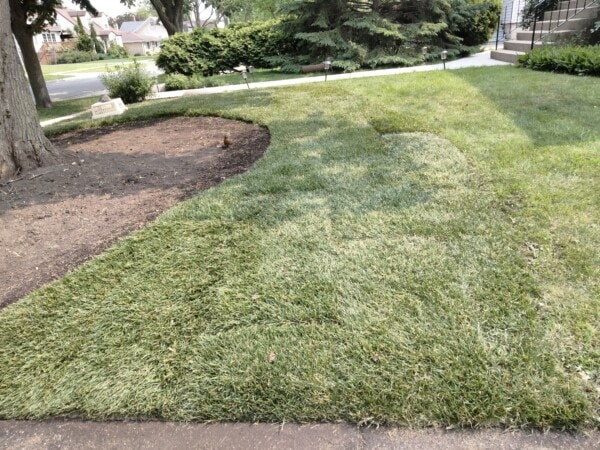 Fresh sod has been laid in a yard, with clear seams visible. To the left, there is a patch of bare soil under a tree. In the background, bushes and a sidewalk are visible.