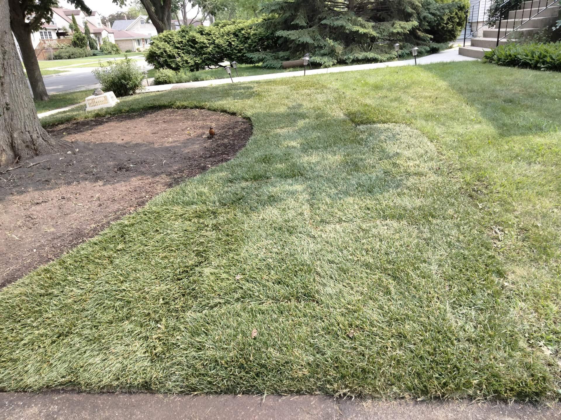Fresh sod has been laid in a yard, with clear seams visible. To the left, there is a patch of bare soil under a tree. In the background, bushes and a sidewalk are visible.