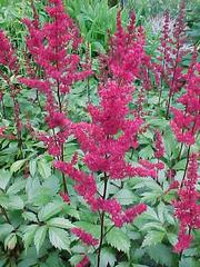 Bright pink astilbe flowers with feathery plumes rise above green, serrated leaves in a lush garden setting.