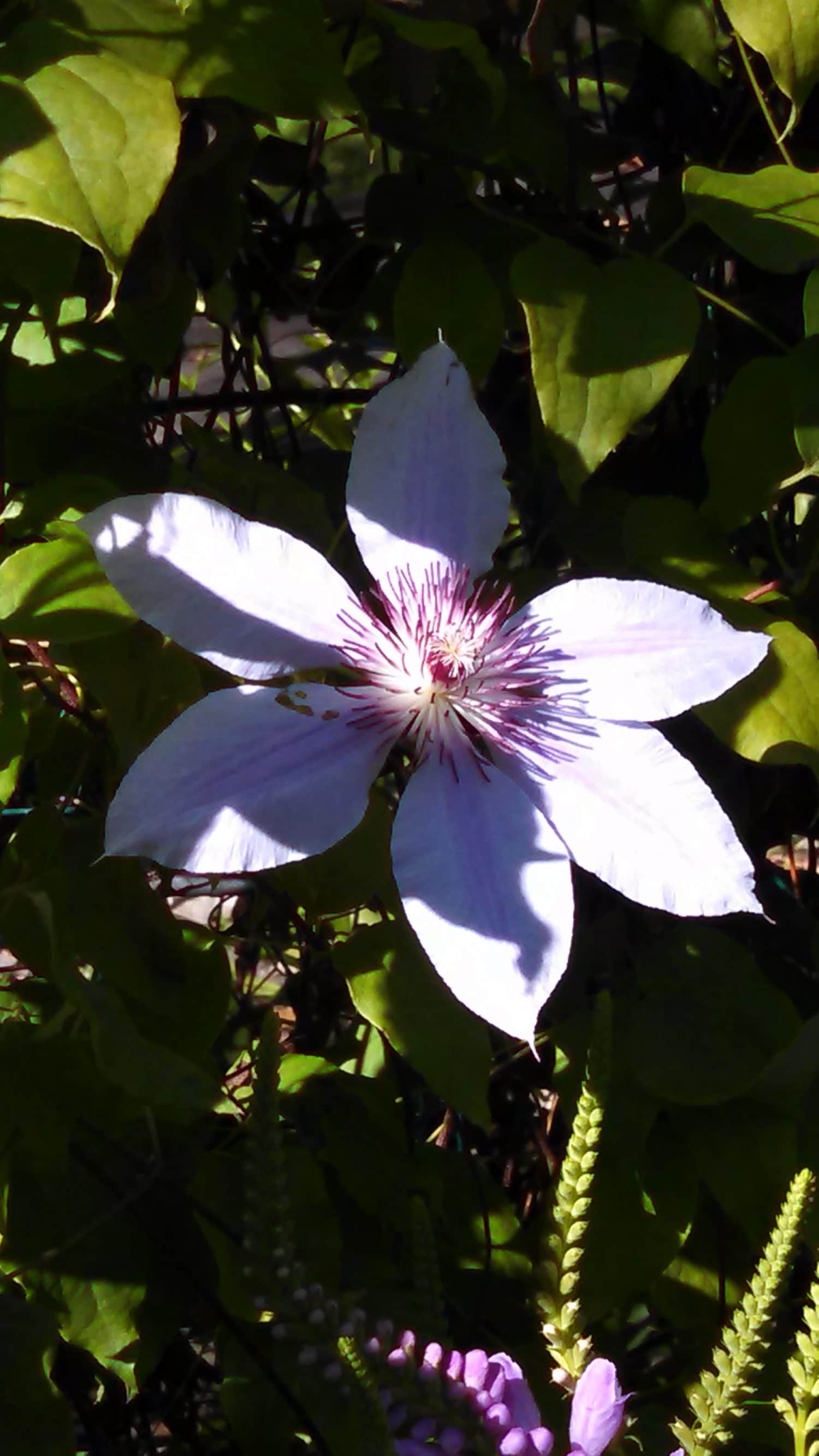Clematis in the Sun