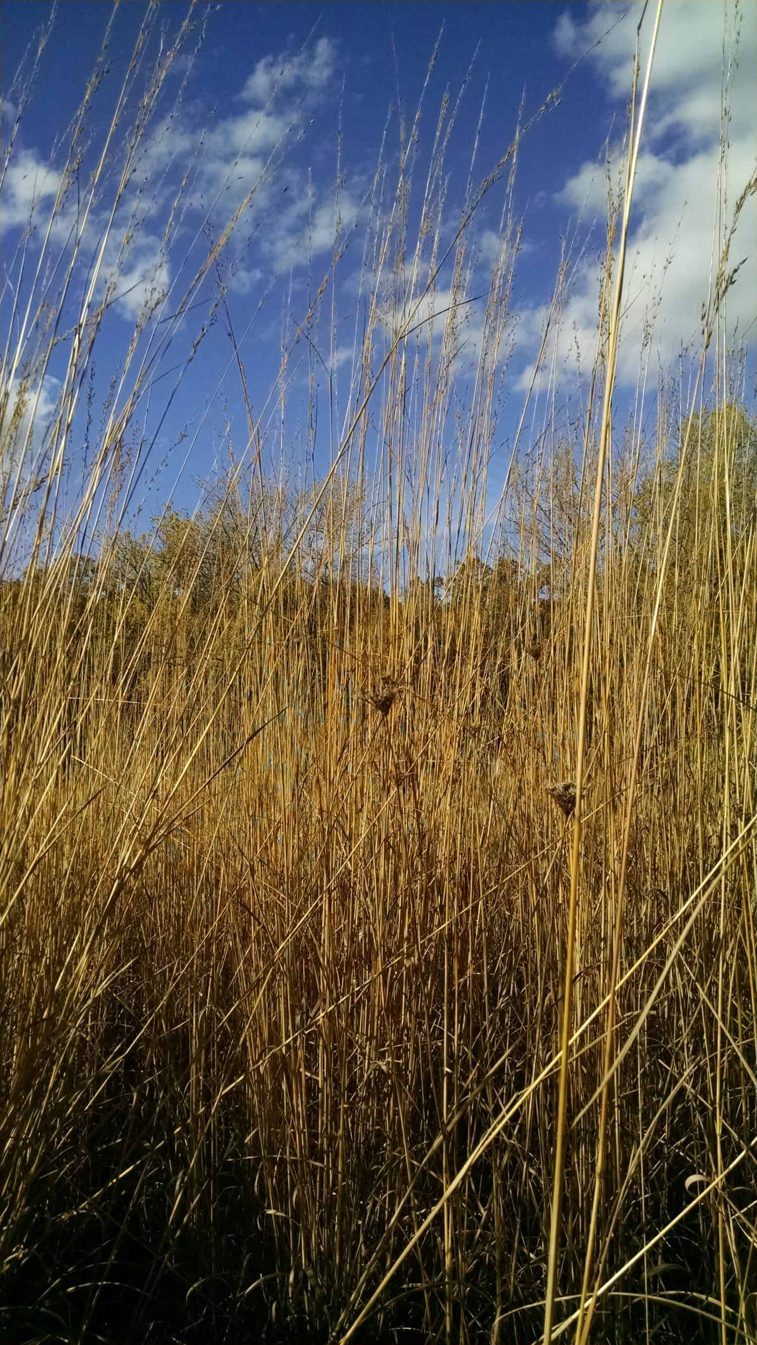 Fall Grasses