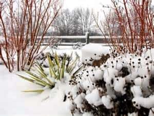 Plants under Snow