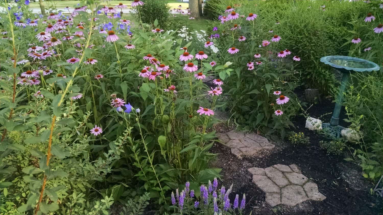 A garden with tall purple coneflowers, green foliage, a stone path, a bird bath on the right, and small purple flowers in the foreground on a sunny day.
