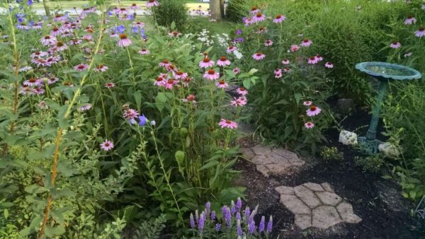 A garden with tall purple coneflowers, green shrubs, a small stone path, and a blue birdbath surrounded by blooming flowers under soft daylight.