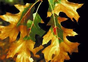 Oak Wilt Leaves