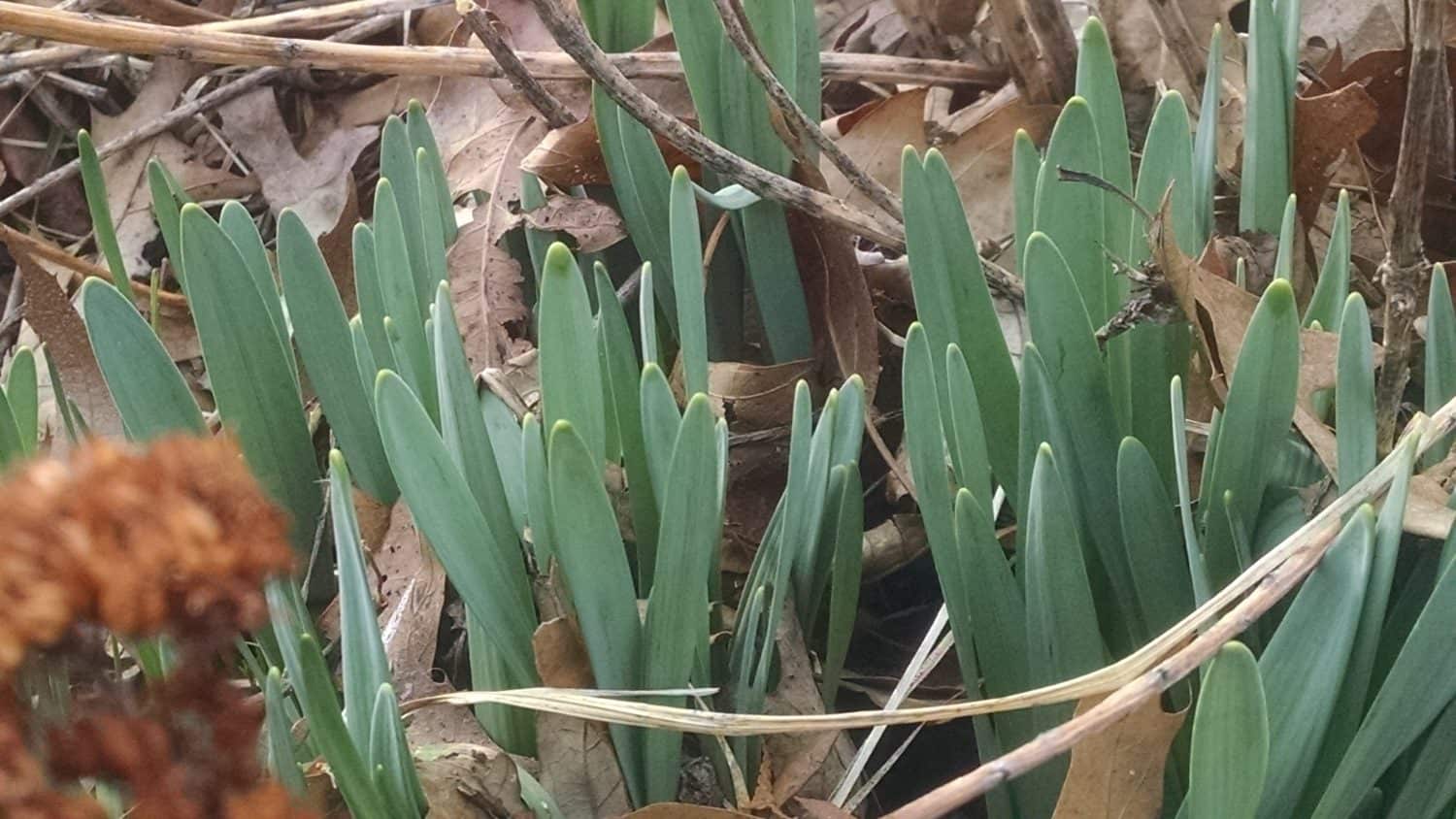 Daffodils in March