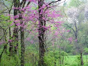 Spring Flowering Trees