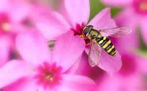 Bee on Flower #2