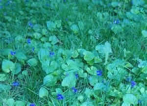 Violet Weeds