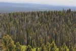 America's Forests