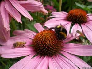 Bee Friendly Plant