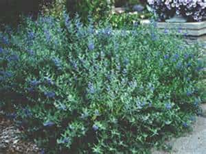 blue-mist-shrub-2