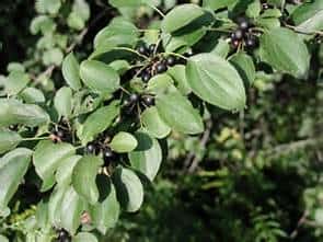 Buckthorn Berries