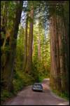 Card Driving Thru Woods