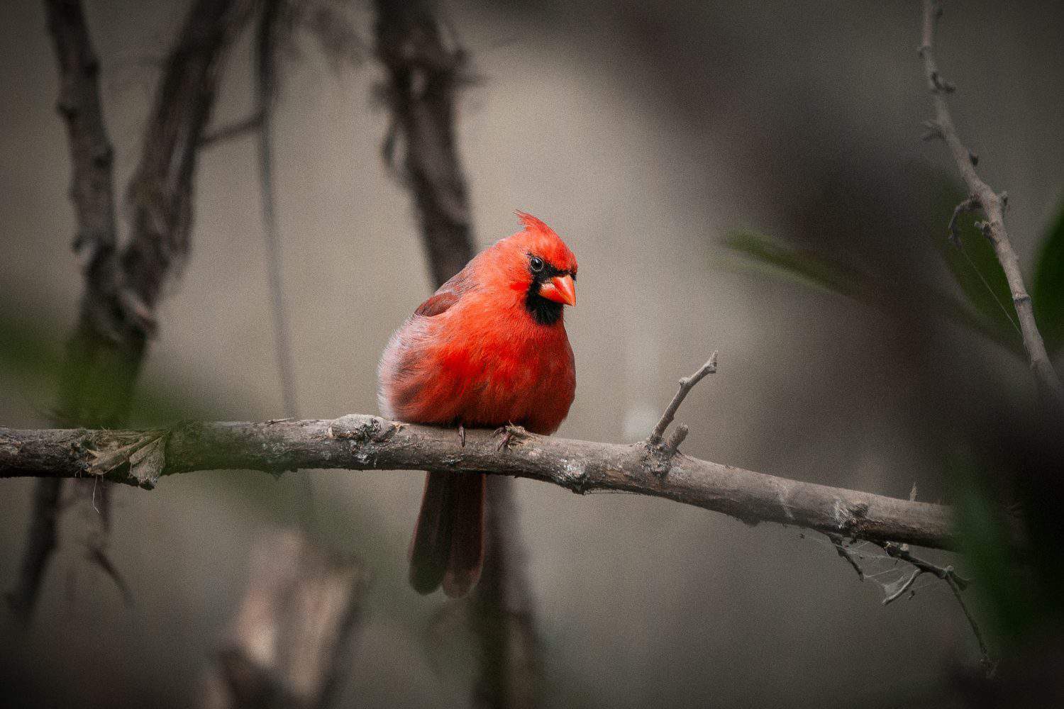 cardinal