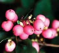 Coralberry #2