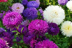 double-asters