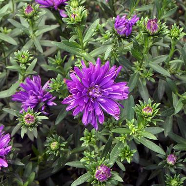double-fall-purple-aster