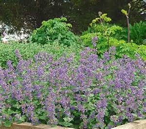 early-bird-catmint-2