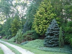 evergreen-privacy-garden