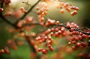 fall-berries