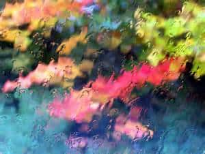 fall-foliage-in-rain