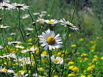 flower-field
