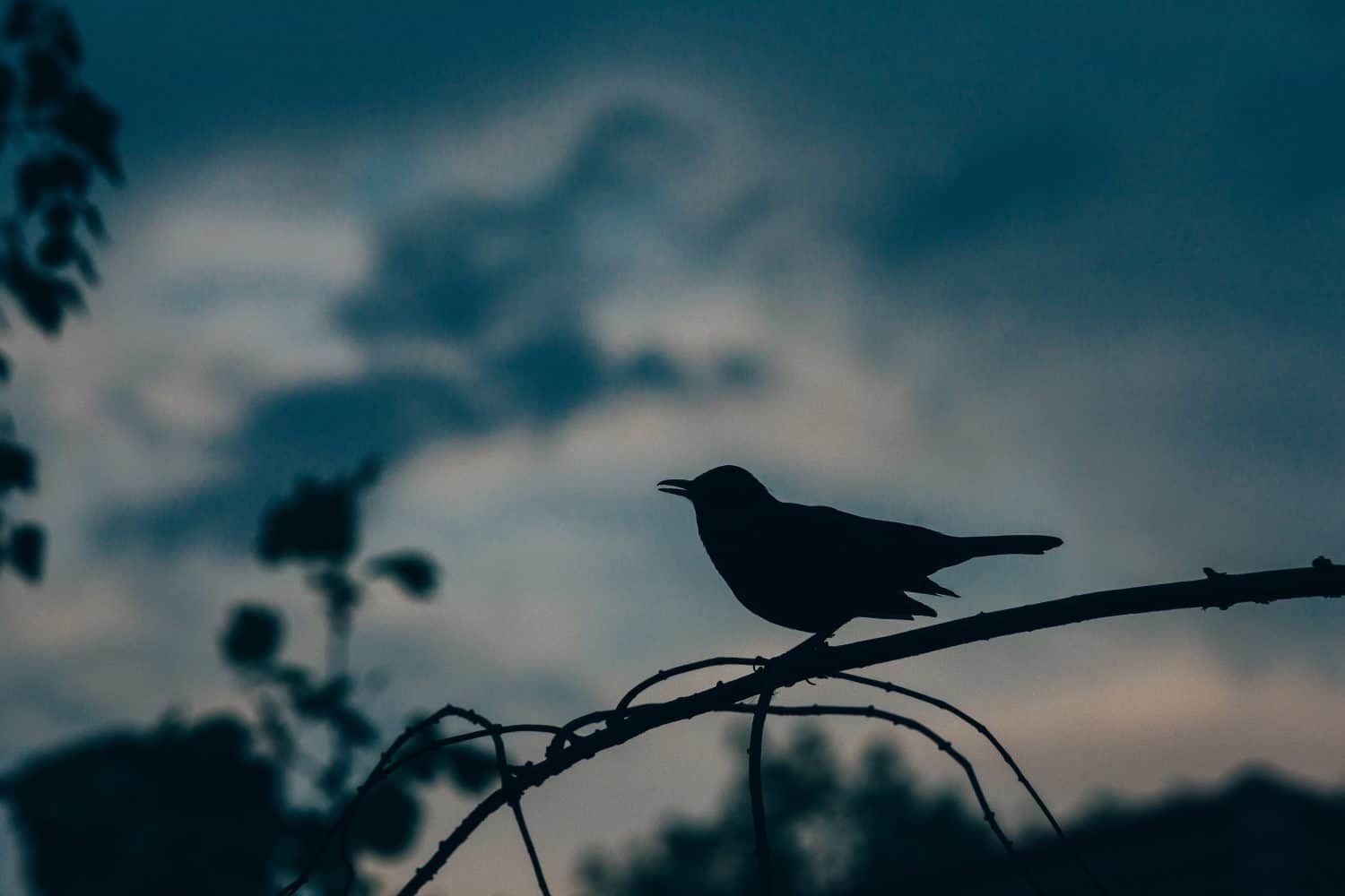 grackle