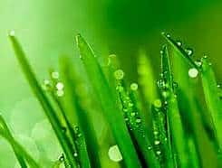 grass-blades