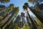 Large Trees