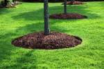 Mulches Trees