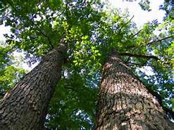 oak-trees