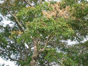 Oak Wilt Tree