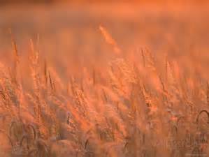 Prairie Grass at Dusk
