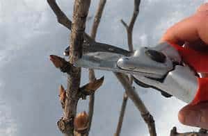 Pruning Above Bud