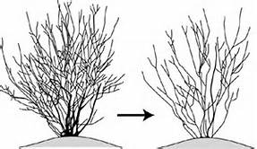 Pruning Canopies