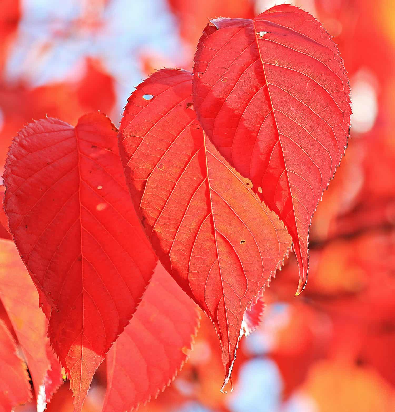 red-leave