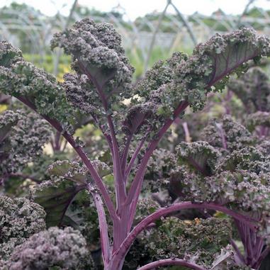 redbor-kale-1