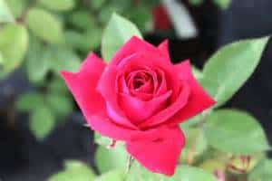 Rose Kashmir