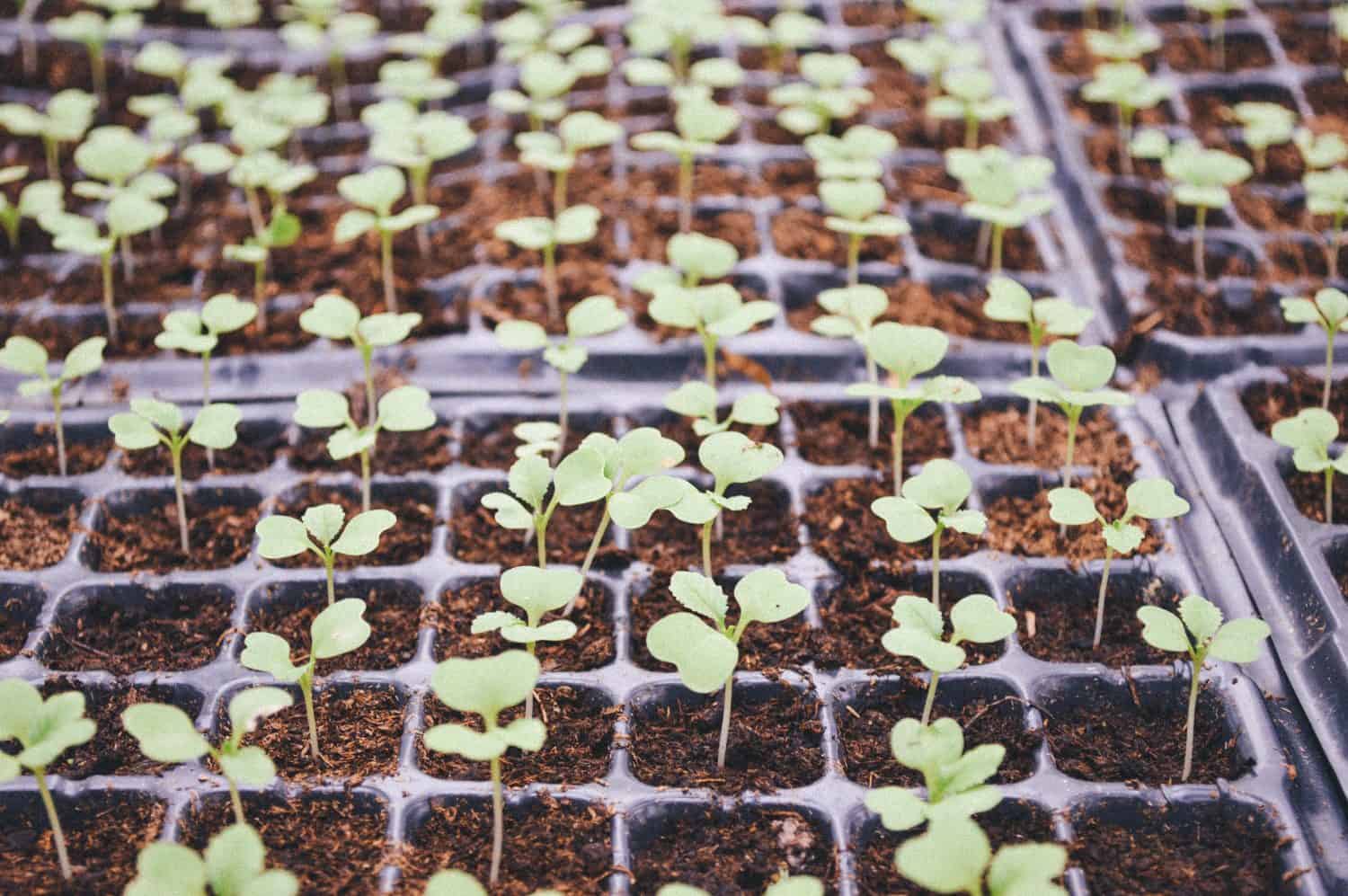 seedlings-1