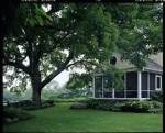 Shade Tree