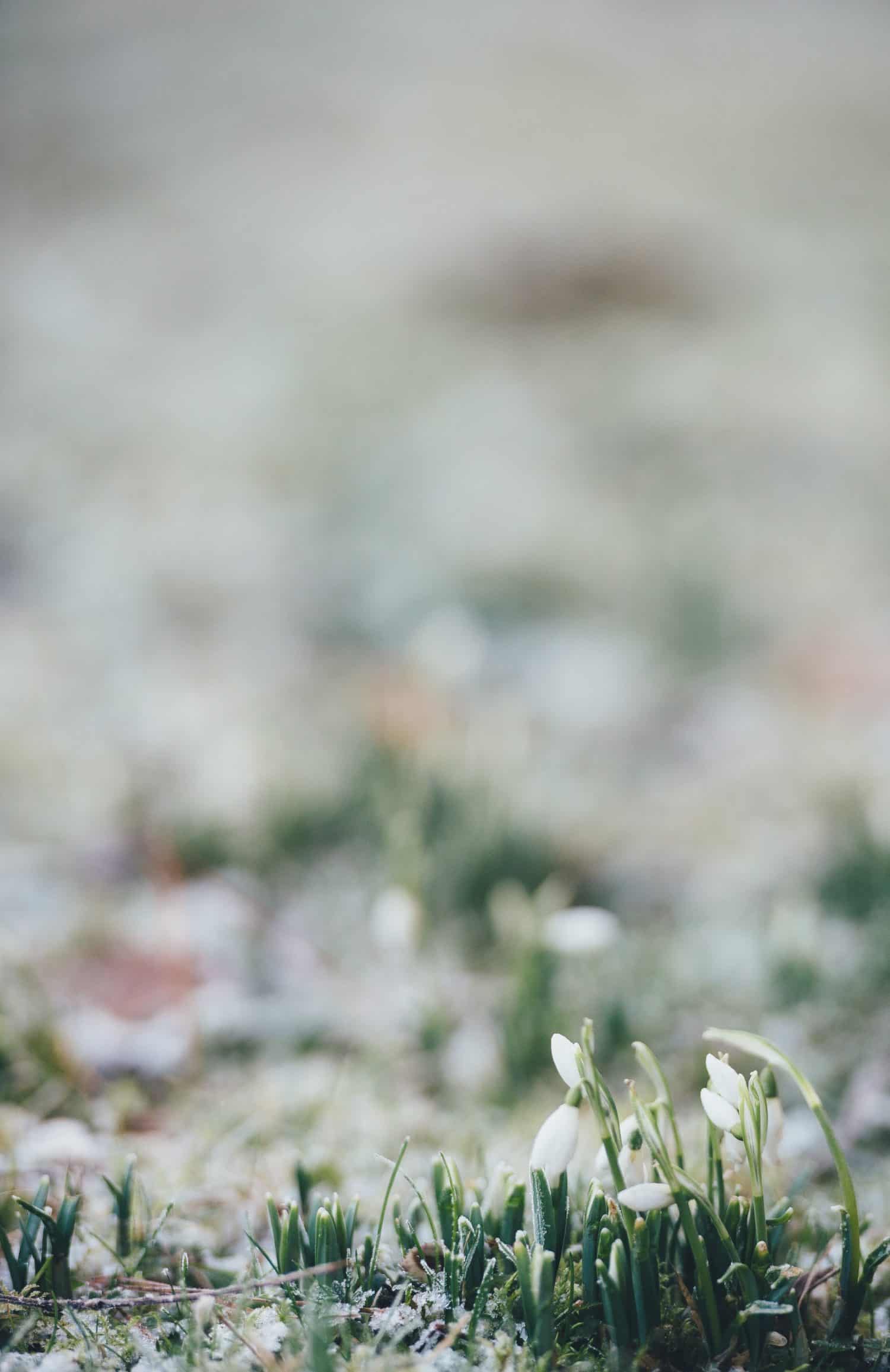 snowdrops