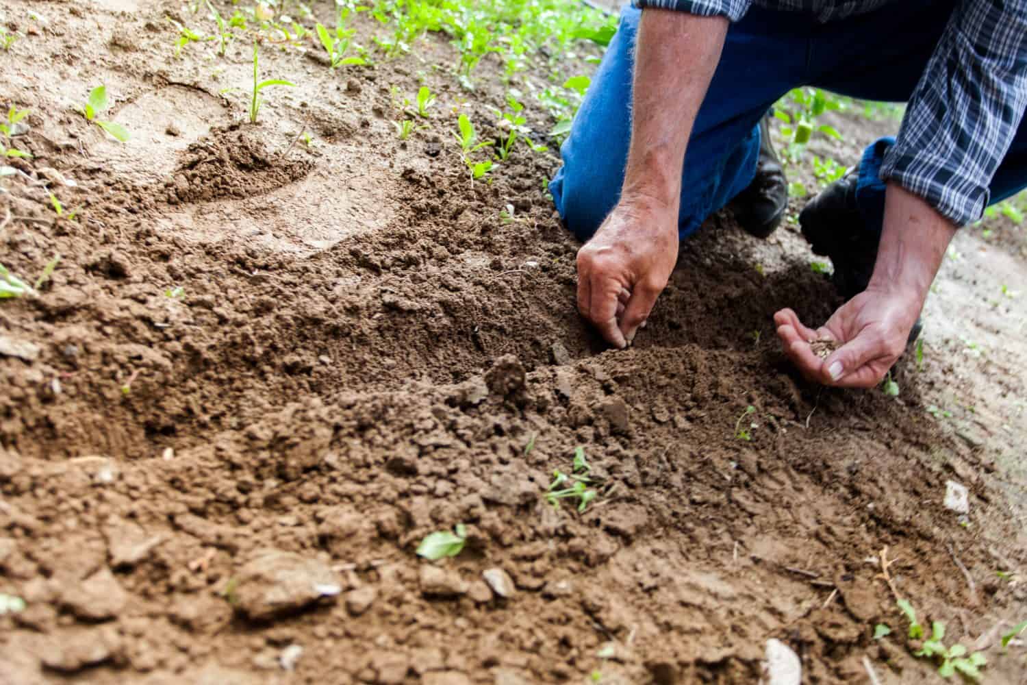 sowing-seeds