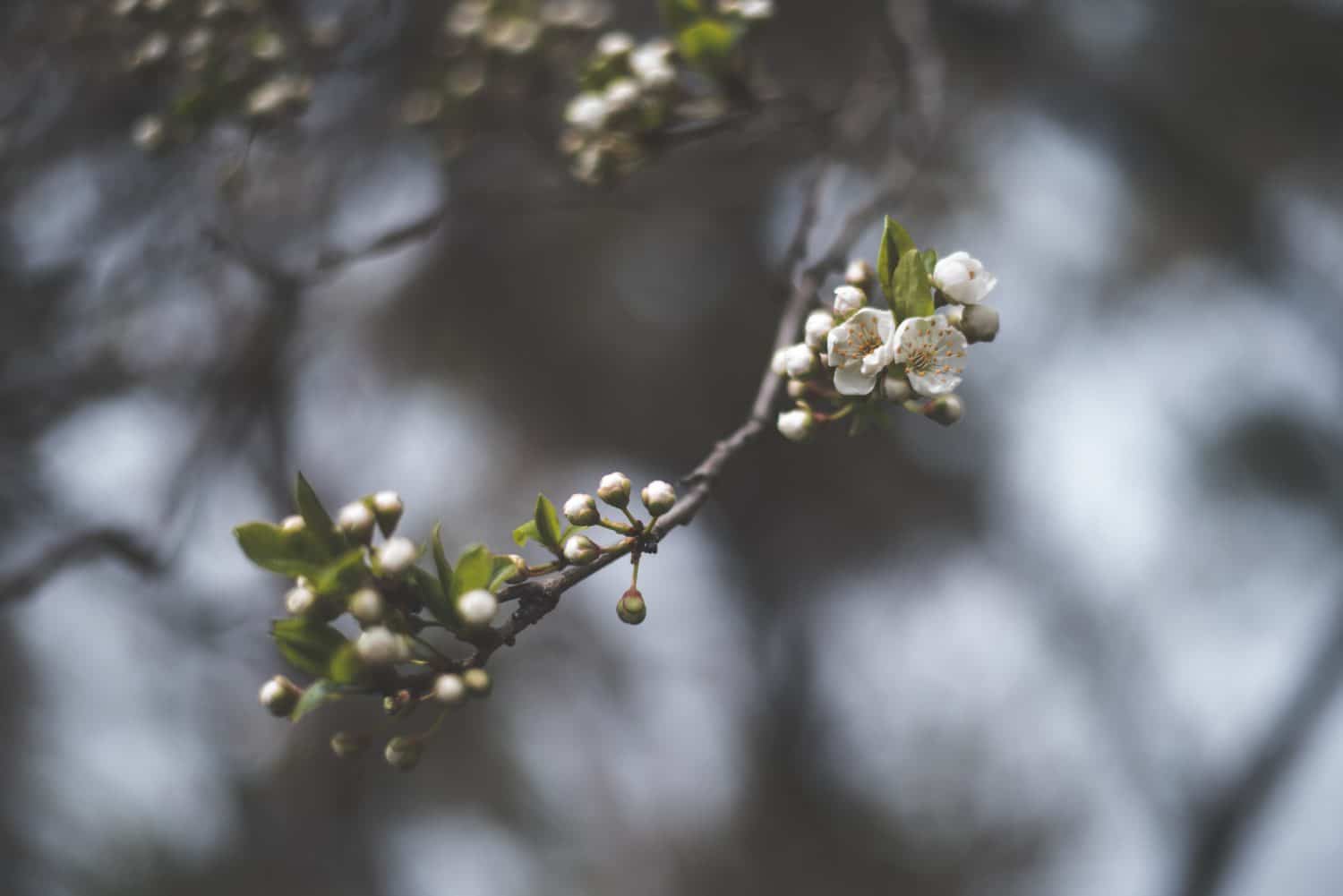 spring-buds