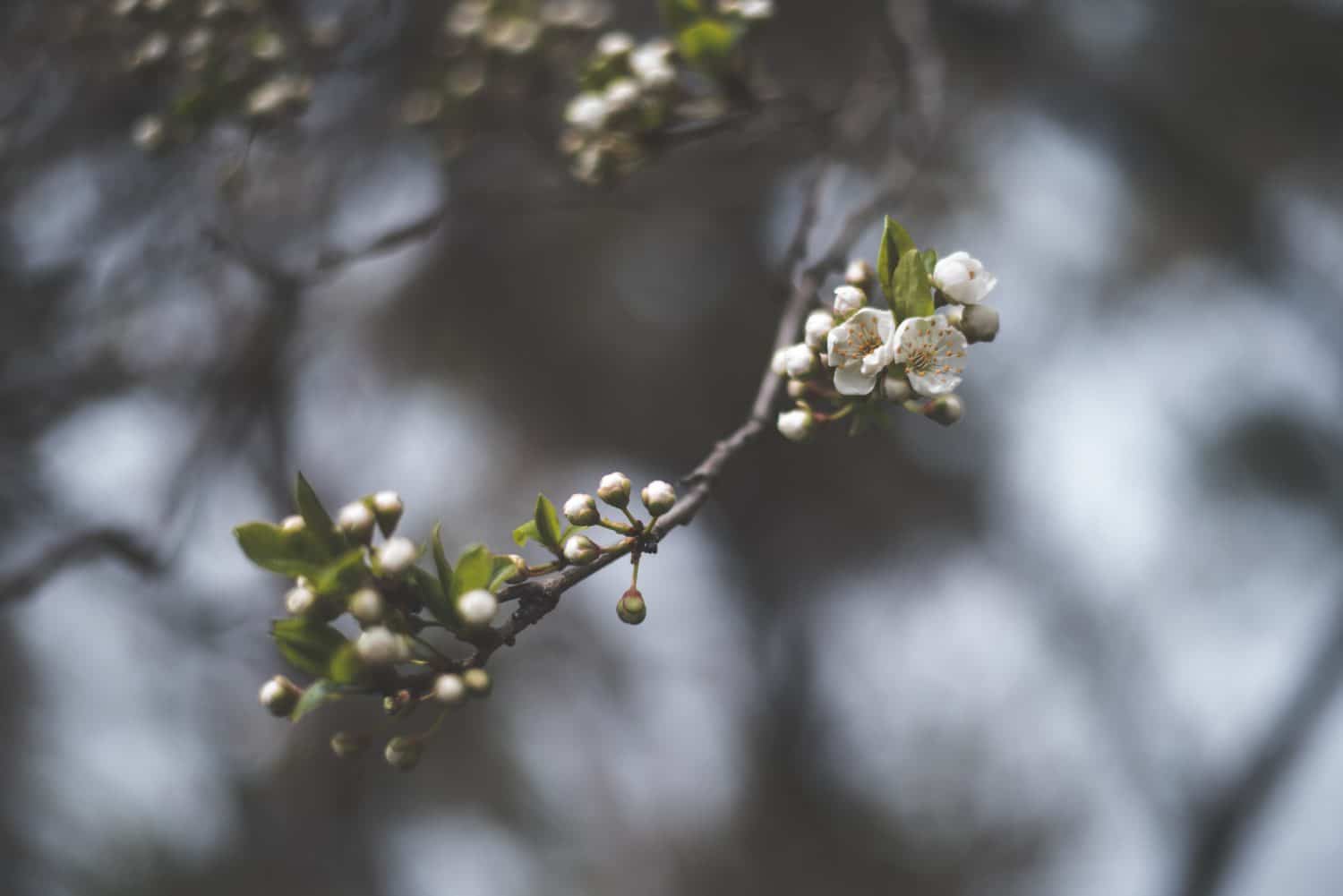 spring-buds