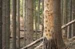 Tree Disease