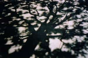tree-shadow