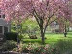 Trees in Yards