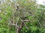 Trees Under Stress