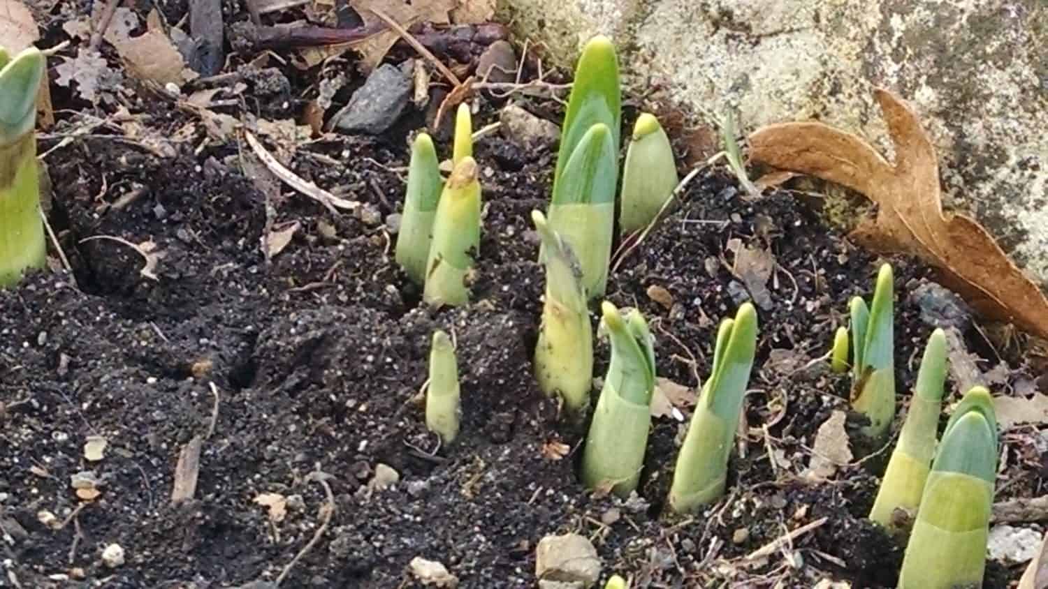 tulips-2-21-17